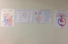 Estudando o sistema cardiovascular